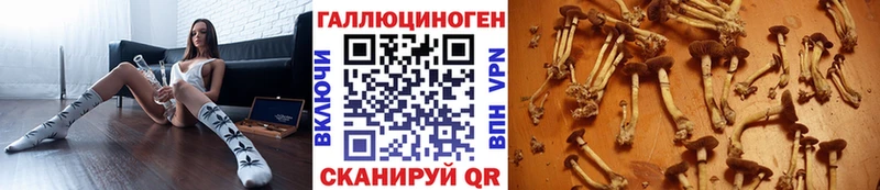 Купить закладки  Богородицк  Псилоцибиновые грибы Magic Shrooms 